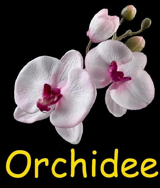 Orchidee Apartman Comines-Warneton Kültér fotó